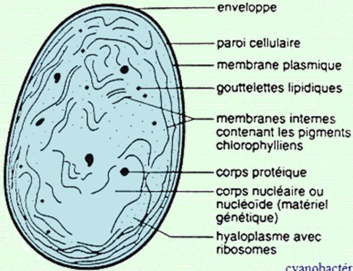 Couverture de Chapitre 1 Agostini