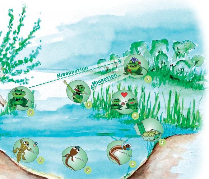 Couverture de Les grenouilles et crapauds