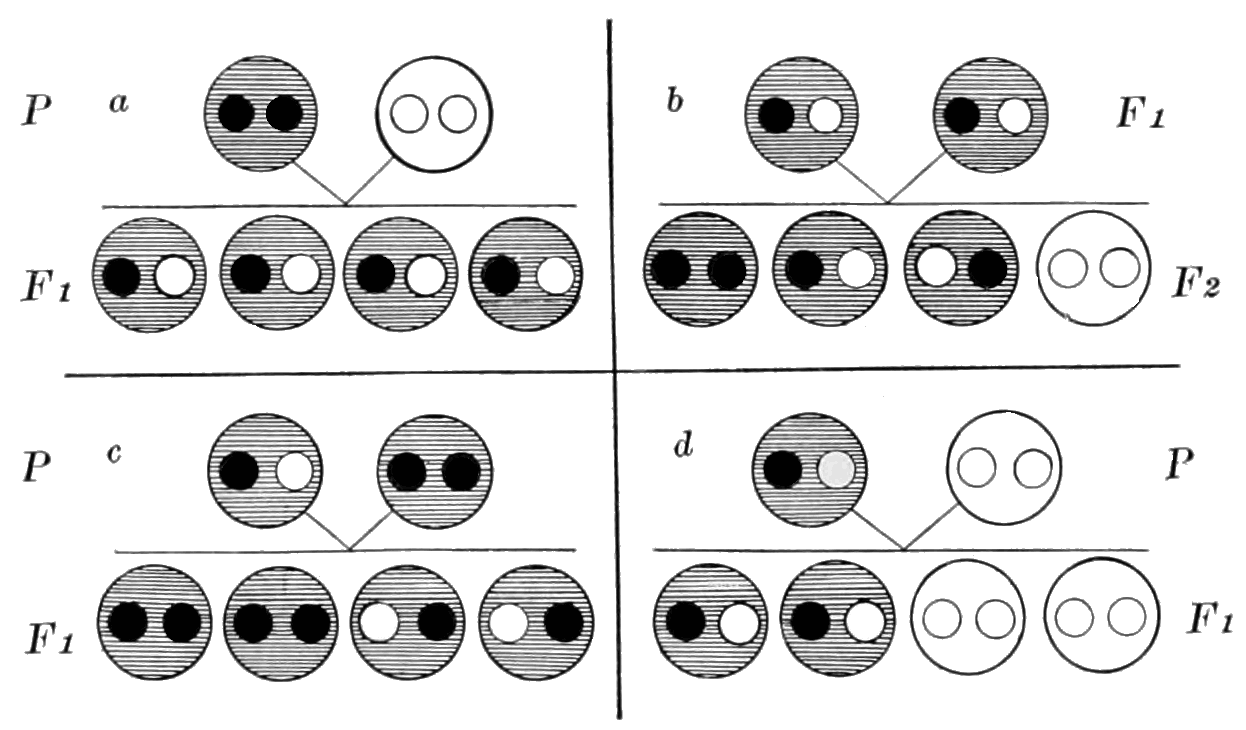 Couverture de Bac SVT - Génétique : Transmission, Brassage et Mutations